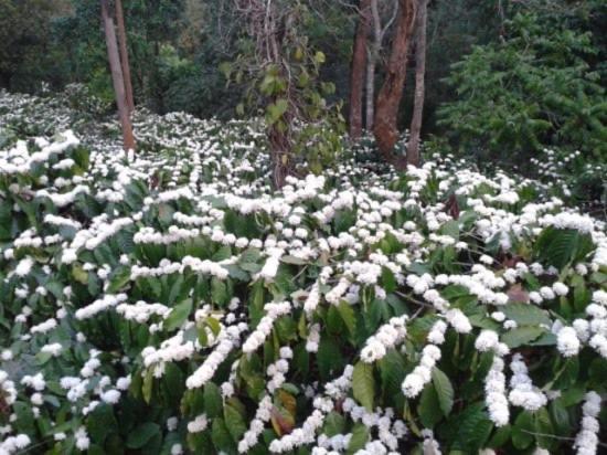 New Organic Home Stay Mudigere 外观 照片