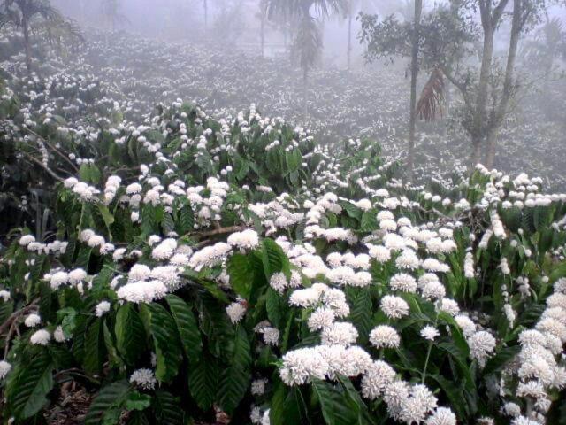 New Organic Home Stay Mudigere 外观 照片